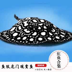 皇冠魟魚價格受多種因素影響，究竟有哪些因素左右其價位