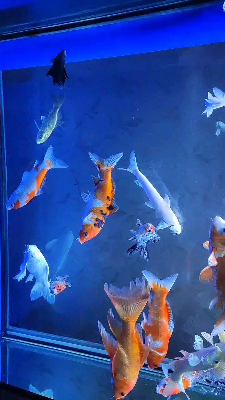 祝魚友2025年年有魚，愿水族世界精彩紛呈好運常伴