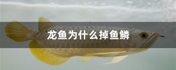 龍魚對水質要求及養銀龍魚時理想水質條件 龍魚對水質要求及養銀龍魚時理想水質條件 可麗愛魚缸
