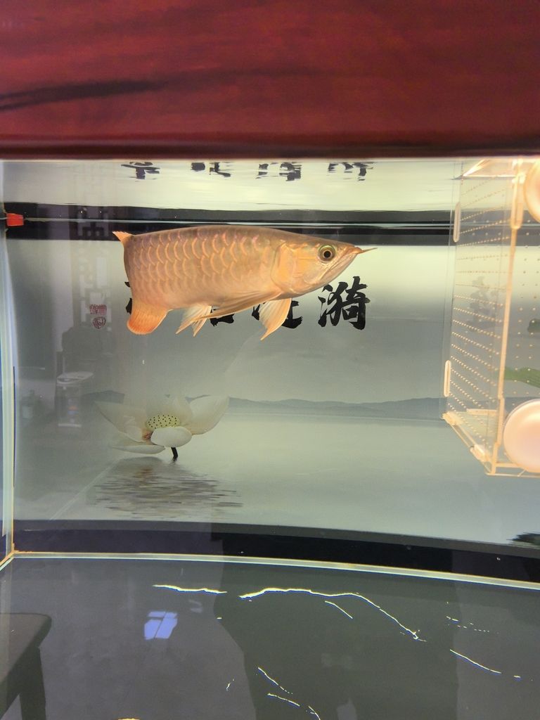 友們過年好！龍年相聚話漁趣，共賀新春
