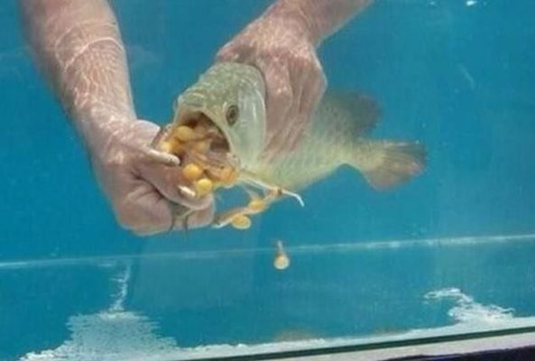 金龍魚拒吃顆粒飼料咋辦？