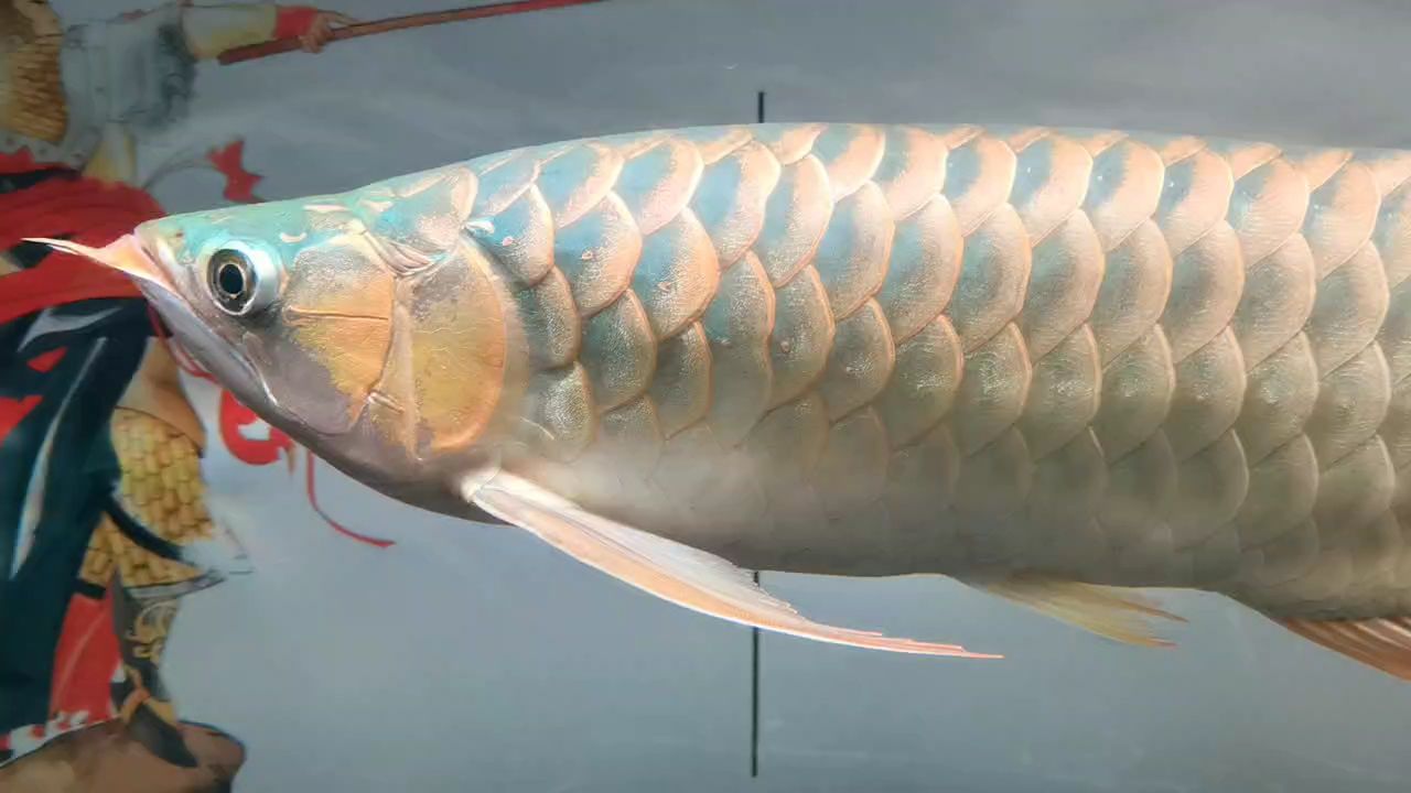 魚缸過濾器選購指南:自制魚缸過濾器魚缸上置過濾器對于養魚愛好者的必備知識 龍賀歲,新歲啟封! 龍魚論壇 龍賀歲,新歲啟封! 龍賀歲,新歲啟封! 龍魚論壇