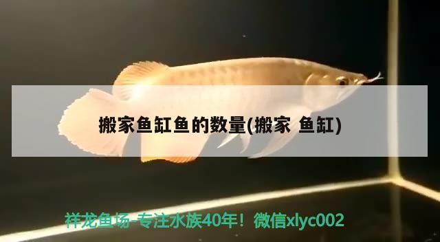 時魚缸魚的數量多少為宜？