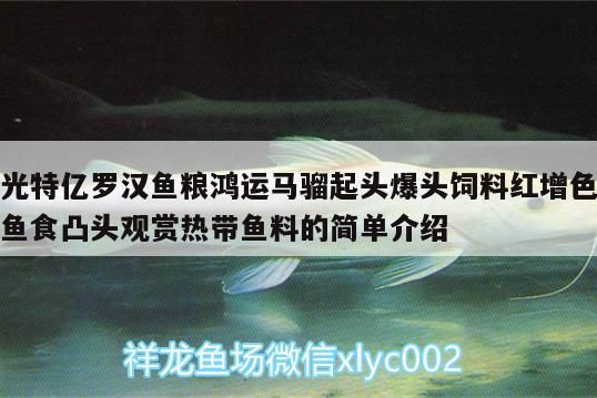 特億羅漢魚糧，鴻運馬騮起頭爆頭，增色凸頭觀賞