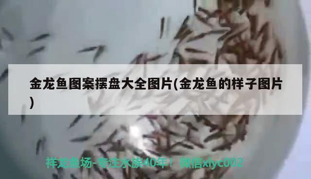 龍魚圖案精美擺盤圖集，栩栩如生的金