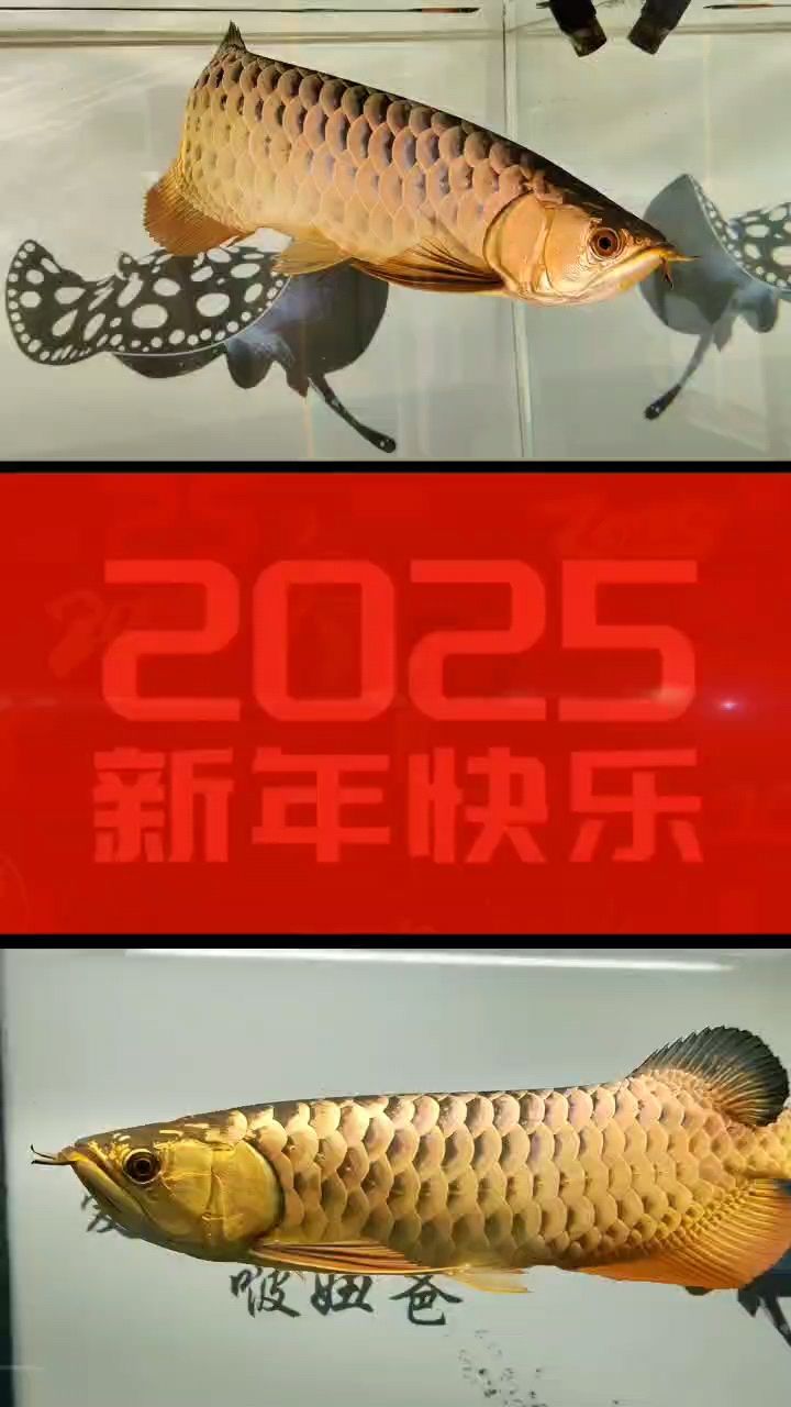 祥龍賀歲，新歲啟封，共赴新年之約，同