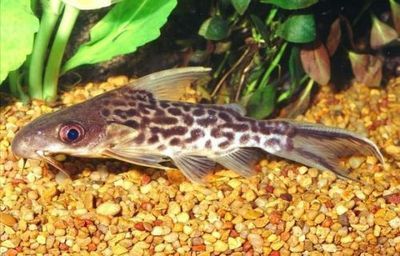 反游貓魚，非洲水域神秘魚類的獨特魅力與生存奧秘 反游貓魚，非洲水域神秘魚類的獨特魅力與生存奧秘 速倍妥魚糧魚藥 第3張