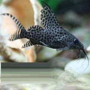 反游貓魚,非洲水域神秘魚類的獨特魅力與生存奧秘 速倍妥魚糧魚藥 第1張 反游貓魚,非洲水域神秘魚類的獨特魅力與生存奧秘 反游貓魚,非洲水域神秘魚類的獨特魅力與生存奧秘 速倍妥魚糧魚藥 第1張