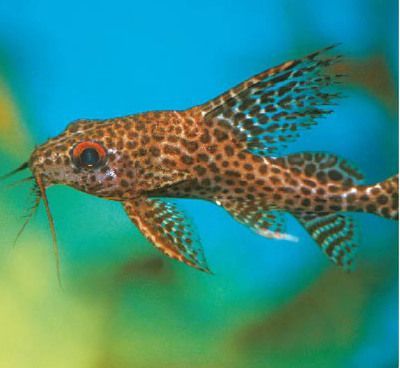 反游貓魚,非洲水域神秘魚類的獨特魅力與生存奧秘 速倍妥魚糧魚藥 第4張 反游貓魚,非洲水域神秘魚類的獨特魅力與生存奧秘 反游貓魚,非洲水域神秘魚類的獨特魅力與生存奧秘 速倍妥魚糧魚藥 第4張