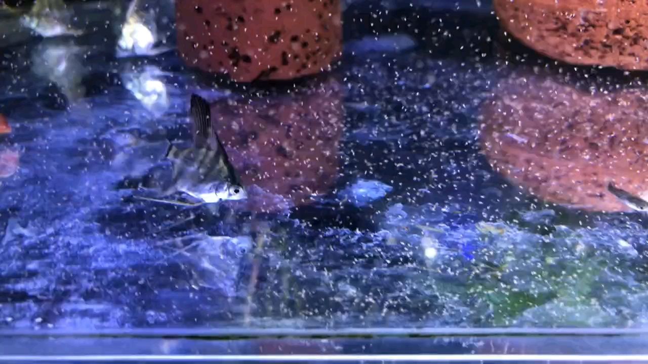 從需求到呈現,依據內容生成簡潔有力長標題的要點 龍魚論壇 第1張 從需求到呈現,依據內容生成簡潔有力長標題的要點 從需求到呈現,依據內容生成簡潔有力長標題的要點 龍魚論壇 第1張