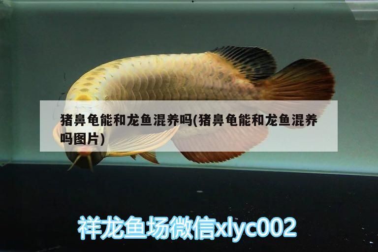鼻龜與龍魚可否混養(yǎng)？