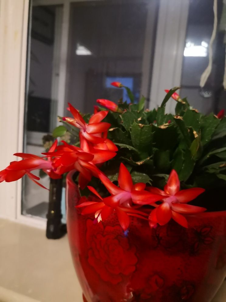 友們新年快樂！共賞水族盛景，同賀新春佳節(jié)，暢聊養(yǎng)魚