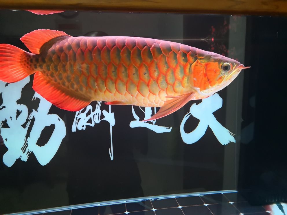 友們新年快樂！共賞水族盛景，同賀新春佳節(jié)，暢聊養(yǎng)魚