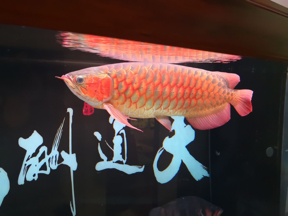 友們新年快樂！共賞水族盛景，同賀新春佳節，暢聊養魚 友們新年快樂！共賞水族盛景，同賀新春佳節，暢聊養魚 龍魚論壇 第4張