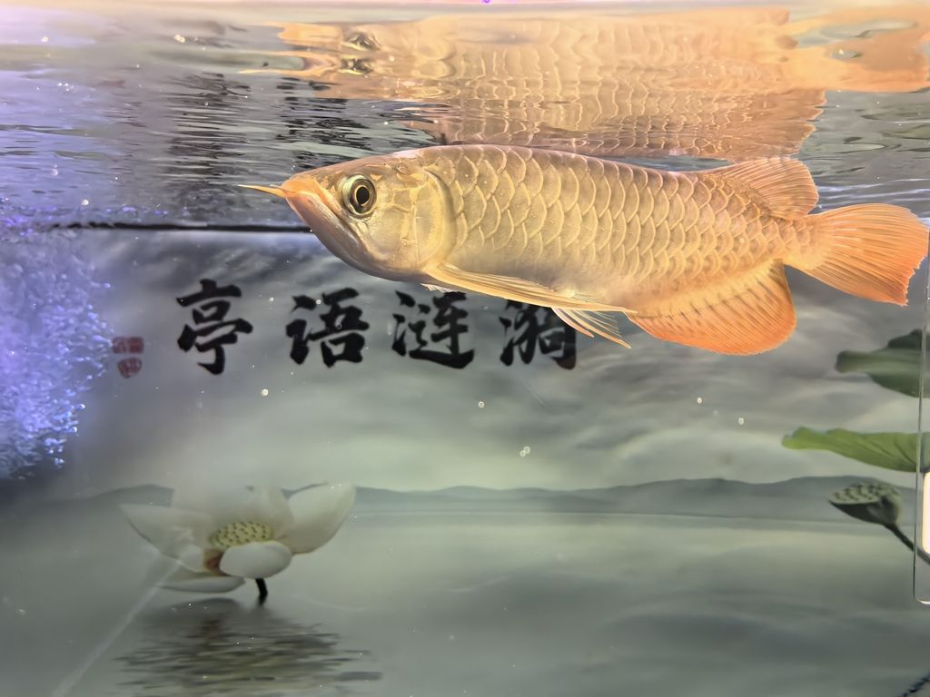 友們新年快樂！共賞水族盛景，同賀新春佳節，暢聊養魚 友們新年快樂！共賞水族盛景，同賀新春佳節，暢聊養魚 龍魚論壇 第5張