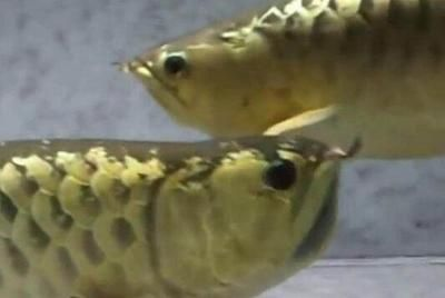背金龍魚眼睛顏色揭秘，辨別方法及不同狀態下的色彩