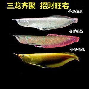 龍魚燒尾多久能恢復？