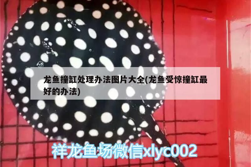 龍魚撞缸處理辦法全攻略，含受驚撞缸