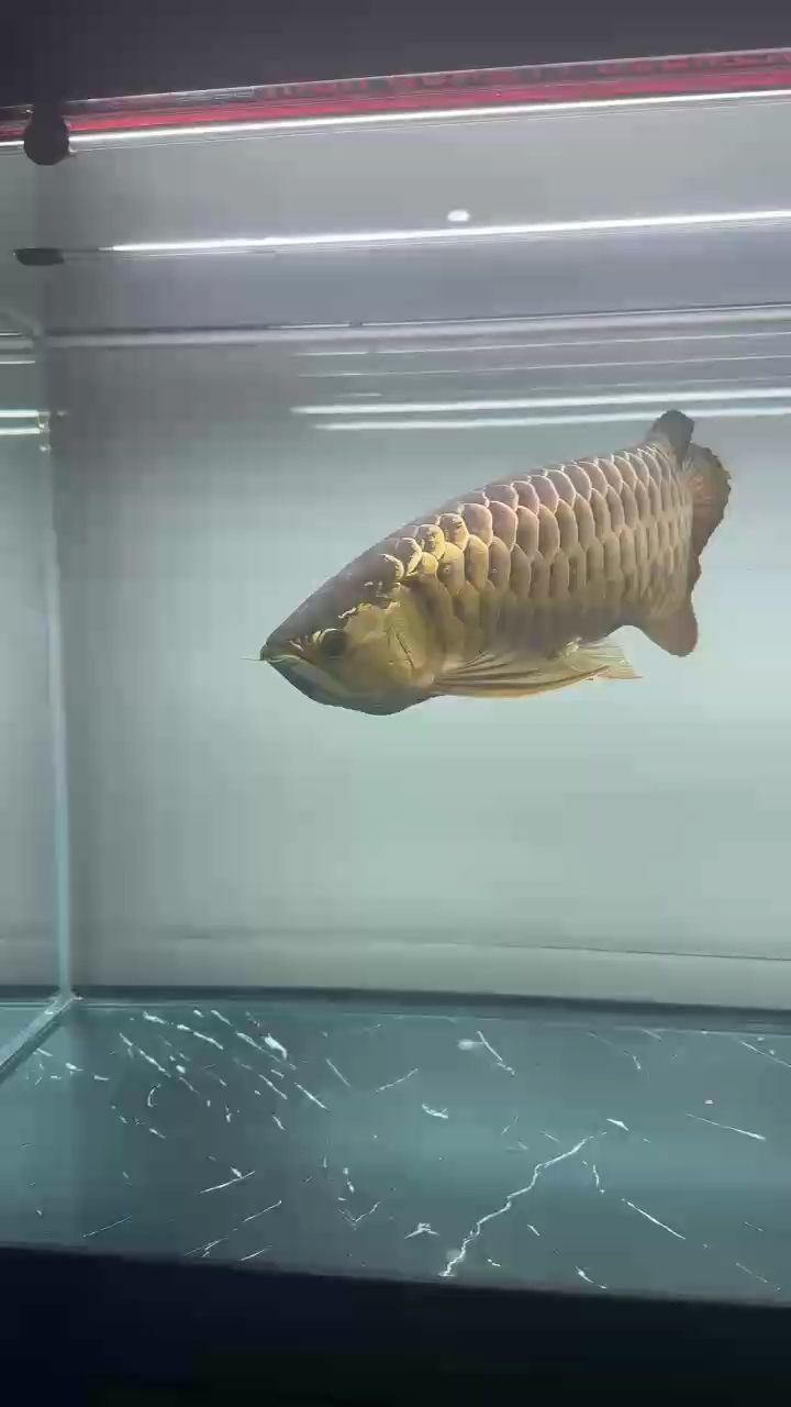 年初一宅家樂(lè)，悠閑看魚(yú)逗趣，暢快