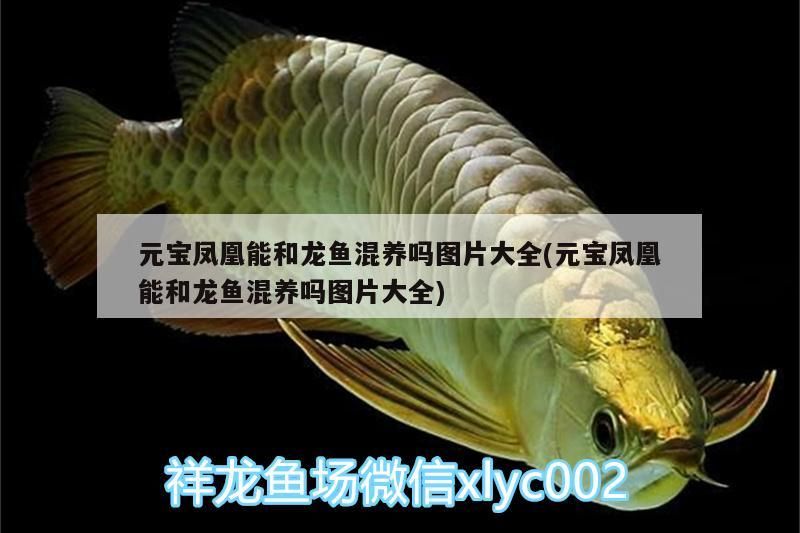 鳳凰與龍魚(yú)混養(yǎng)可行性探究及混養(yǎng)實(shí)景圖片