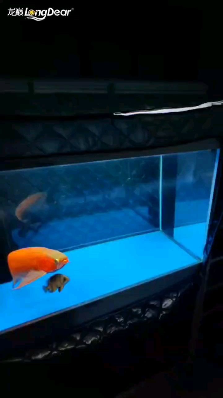魚缸用增氧泵價格是多少:魚缸增氧機-xtrac增氧機-xtrac增氧機 轉發686,探尋背后意義與影響,揭開神秘數字 龍魚論壇 轉發686,探尋背后意義與影響,揭開神秘數字 轉發686,探尋背后意義與影響,揭開神秘數字 龍魚論壇