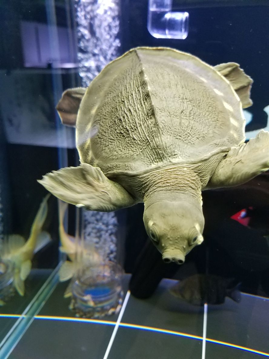 求高人幫忙看看豬鼻龜眼睛下方起的是什么東西呀？ 求高人幫忙看看豬鼻龜眼睛下方起的是什么東西呀？ 豬鼻龜百科 第4張