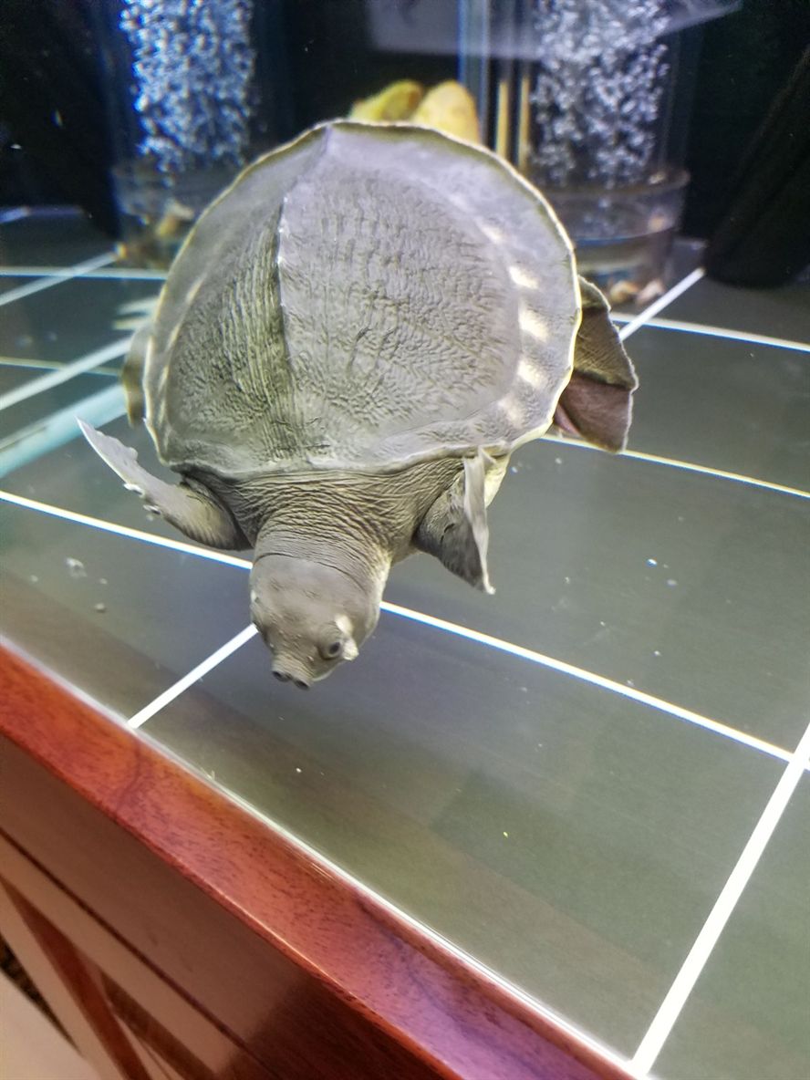 求高人幫忙看看豬鼻龜眼睛下方起的是什么東西呀？ 求高人幫忙看看豬鼻龜眼睛下方起的是什么東西呀？ 豬鼻龜百科 第7張