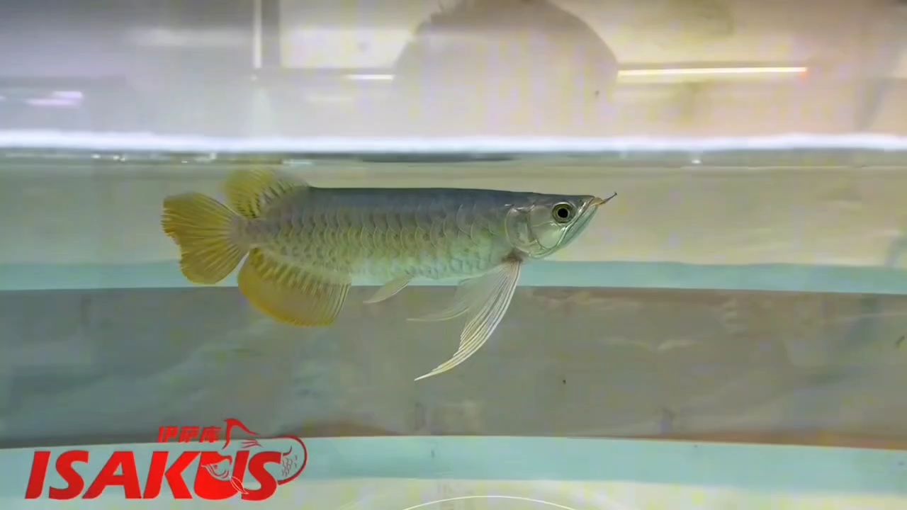 伊薩庫S級 大年初一秒殺21888