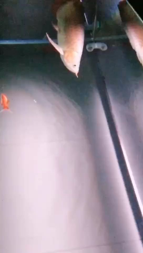 探尋漂亮背后的多元解讀與文化意涵，從表象到內涵的深度剖析 探尋漂亮背后的多元解讀與文化意涵，從表象到內涵的深度剖析 龍魚論壇