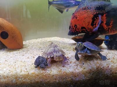 魚匠加熱棒離水故障？
