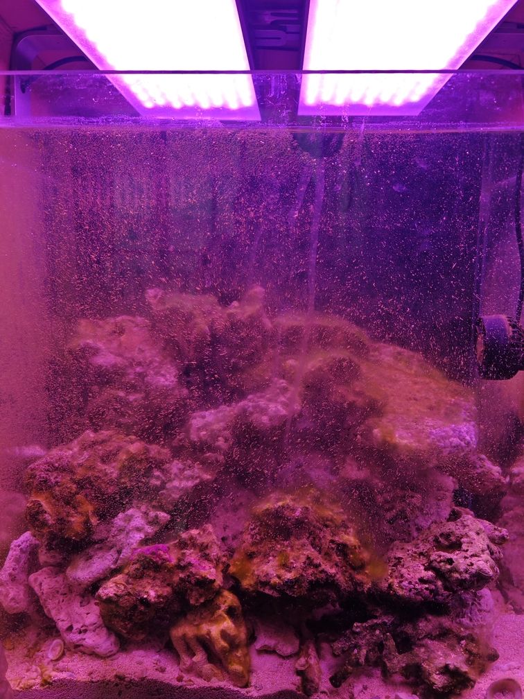 藻18天后續不長，糾結是否該刷？ 藻18天后續不長，糾結是否該刷？ 龍魚論壇