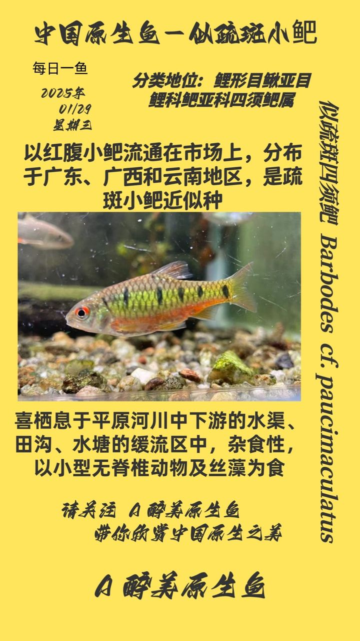 似疏斑四須鲃，獨特魚類的生態(tài)習性與生存 似疏斑四須鲃，獨特魚類的生態(tài)習性與生存 龍魚論壇