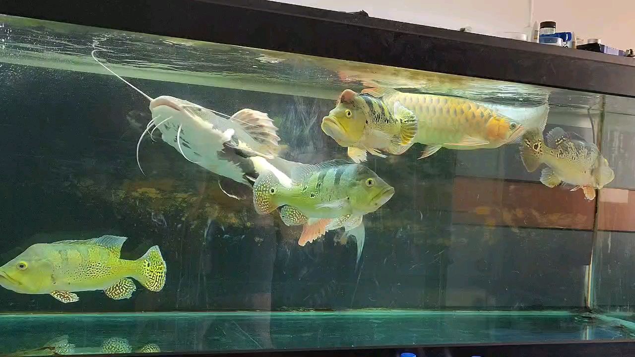 新氣象，魚缸卻依舊臟，養魚人的懶散與 新氣象，魚缸卻依舊臟，養魚人的懶散與 龍魚論壇 第1張