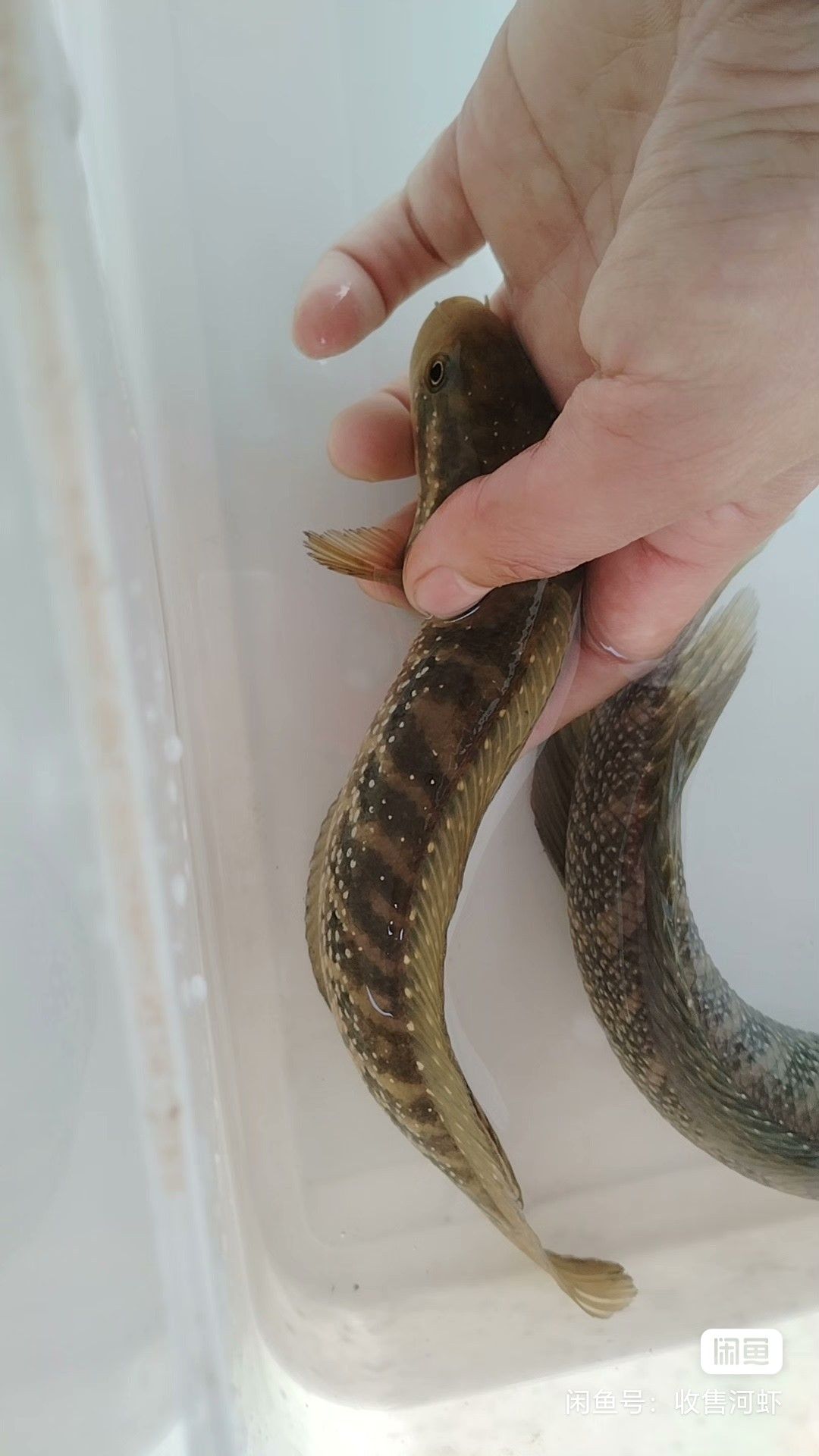 星七星魚與雷龍山斑，獨特魚類的神秘魅力