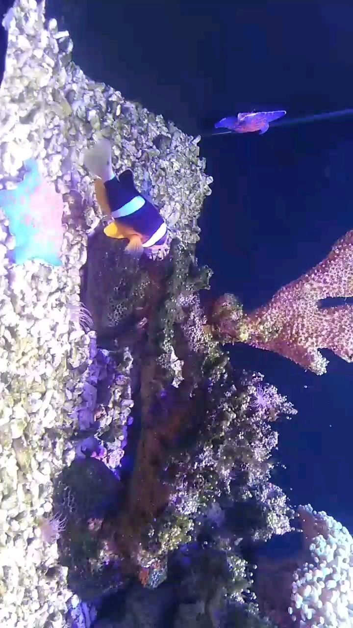 魚缸過濾器選購指南:自制魚缸過濾器魚缸上置過濾器對于養魚愛好者的必備知識 抱一顆平常心,于喧囂塵世中尋內心的安寧與 龍魚論壇 抱一顆平常心,于喧囂塵世中尋內心的安寧與 抱一顆平常心,于喧囂塵世中尋內心的安寧與 龍魚論壇