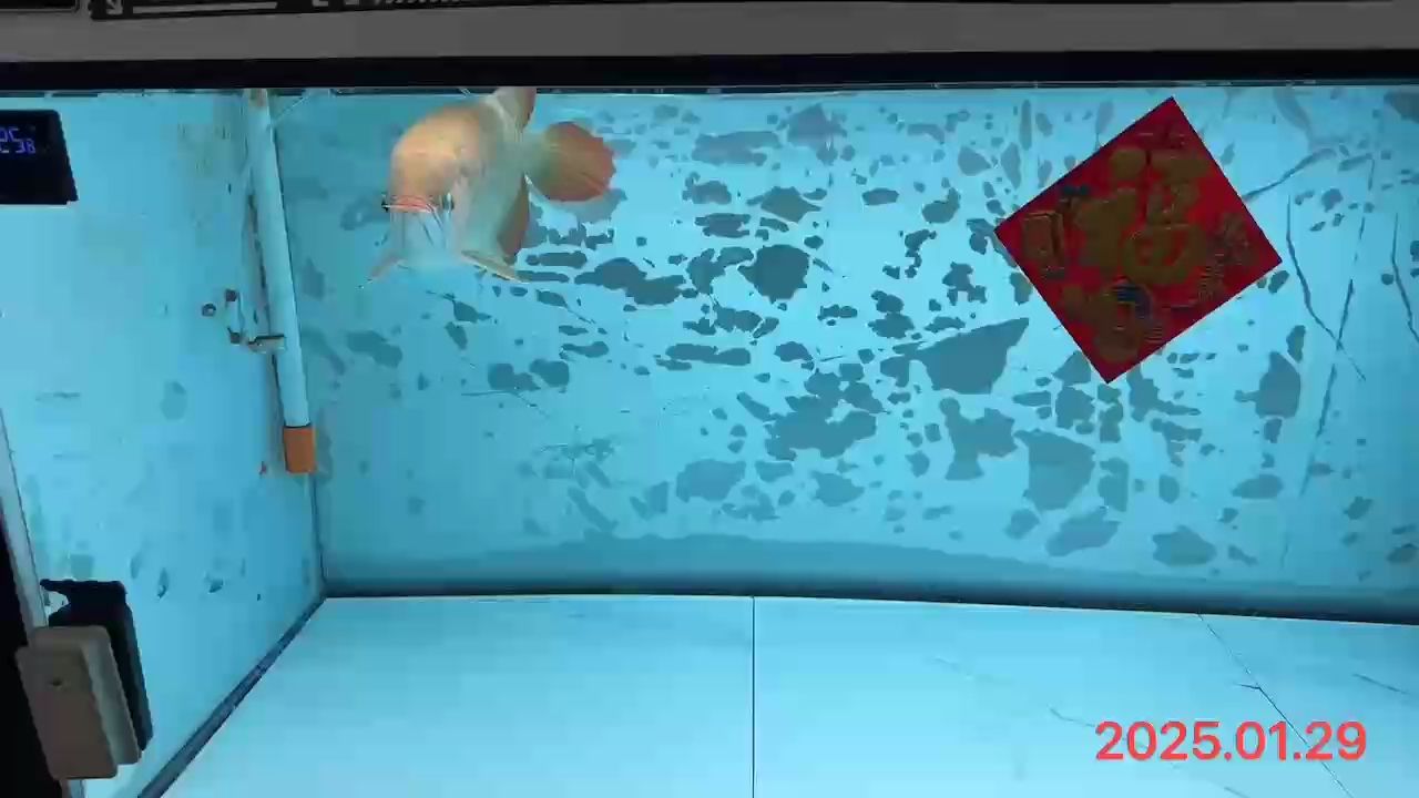 2025.01.29，特殊日期背后，那些未知的故事與