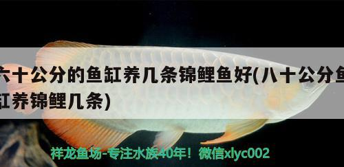 飼料 至八十公分魚缸養錦鯉,幾條為宜? 錦鯉魚百科 至八十公分魚缸養錦鯉,幾條為宜? 至八十公分魚缸養錦鯉,幾條為宜? 錦鯉魚百科