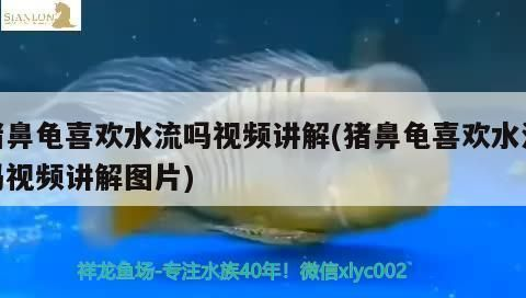 鼻龜兇不兇？家庭養殖適宜性及正確飼養方法 鼻龜兇不兇？家庭養殖適宜性及正確飼養方法 豬鼻龜百科 第5張