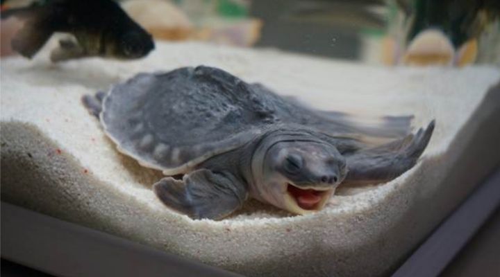 鼻龜兇不兇？家庭養殖適宜性及正確飼養方法 鼻龜兇不兇？家庭養殖適宜性及正確飼養方法 豬鼻龜百科 第8張