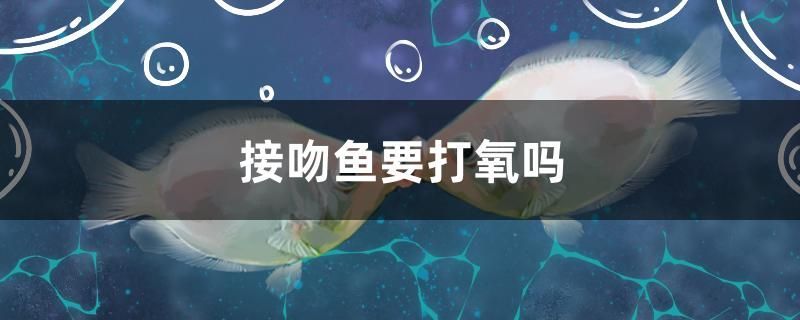 魚需打氧嗎？飼養環境、密度與水質對氧氣 魚需打氧嗎？飼養環境、密度與水質對氧氣 九鼎魚缸
