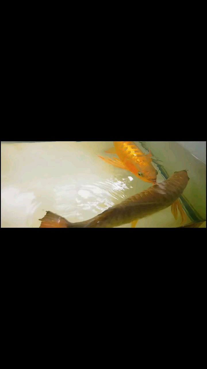友們，時光里的珍貴情誼，歲月長河中永不褪色的 友們，時光里的珍貴情誼，歲月長河中永不褪色的 龍魚論壇 第1張