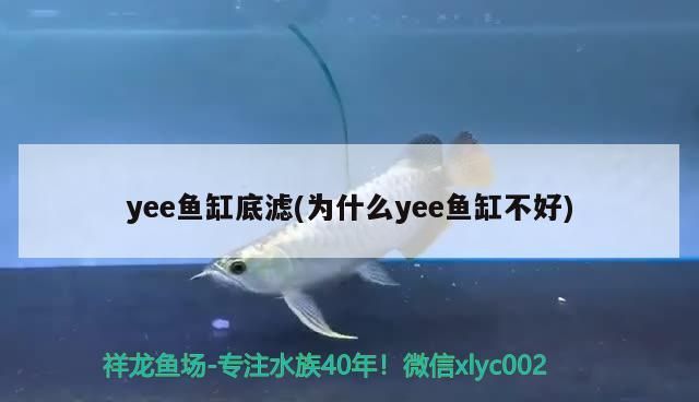 Yee魚缸底濾探秘，深度剖析其被認為 Yee魚缸底濾探秘，深度剖析其被認為 yee