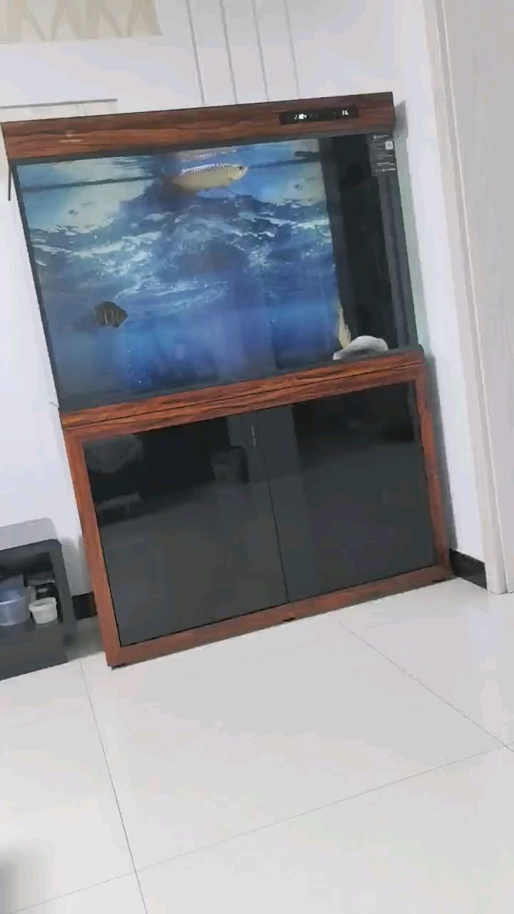 給大魚缸換水的作文:體驗給大魚缸換水的樂趣:體驗給大魚缸換水:給大魚缸換水的作文 025年除夕快樂,闔家團圓守歲,共 龍魚論壇 025年除夕快樂,闔家團圓守歲,共 025年除夕快樂,闔家團圓守歲,共 龍魚論壇