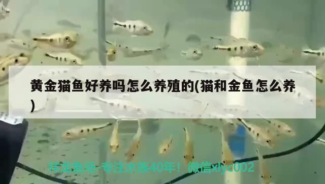 放兩個魚缸好不好？