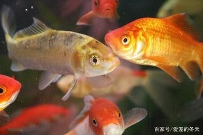 金魚飼養全攻略，方法技巧與