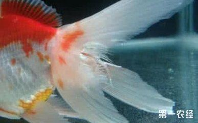 金魚飼養全攻略，方法技巧與