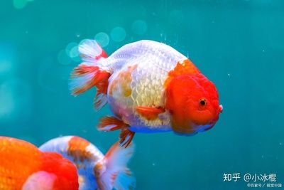 金魚飼養全攻略，方法技巧與