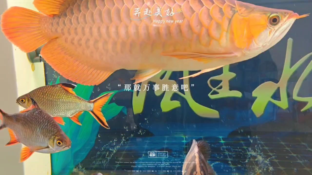 除夕，團圓時刻里的溫馨與傳承，共度歲末迎新春 除夕，團圓時刻里的溫馨與傳承，共度歲末迎新春 龍魚論壇