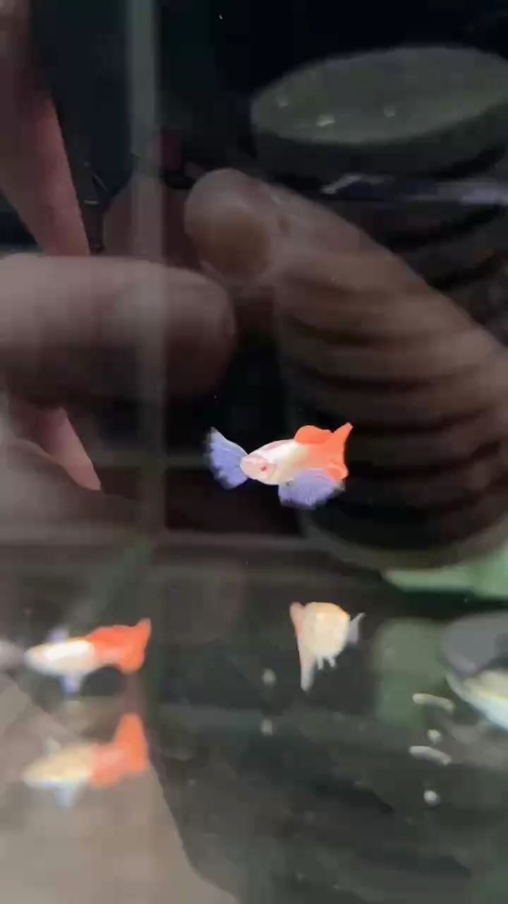 子白金象耳孔雀魚，高端稀有 子白金象耳孔雀魚，高端稀有 龍魚論壇
