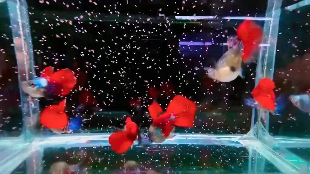 魚缸用增氧泵價格是多少:魚缸增氧機-xtrac增氧機-xtrac增氧機 白金象耳球體孔雀魚 #孔雀魚 #高端孔雀魚 #稀有孔雀魚 龍魚論壇 白金象耳球體孔雀魚 #孔雀魚 #高端孔雀魚 #稀有孔雀魚 白金象耳球體孔雀魚 #孔雀魚 #高端孔雀魚 #稀有孔雀魚 龍魚論壇